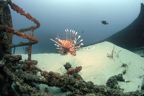 Curtin Artificial Reef