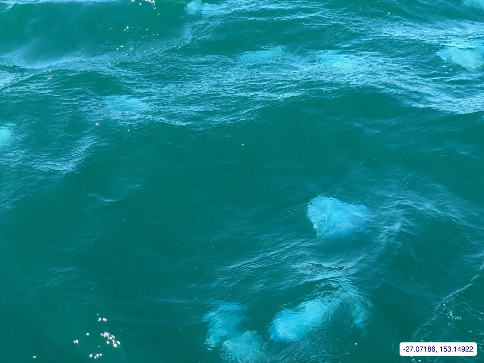 Photograph taken near Moreton Bay mainland